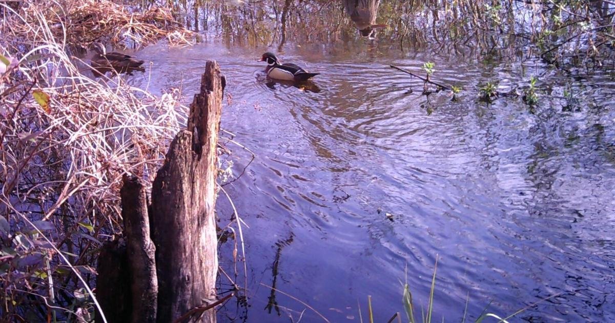 Make your 2026 resolutions to protect the environment