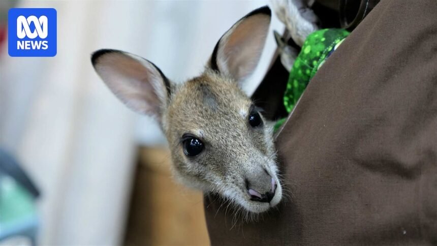 Mother wallaby death sparks animal cruelty investigation in far north Queensland