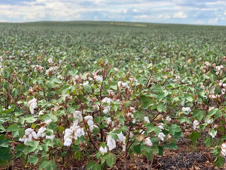 Rabobank’s Owen Wagner: How Ultra-Fast Fashion and Synthetics Are Displacing U.S. Cotton Demand