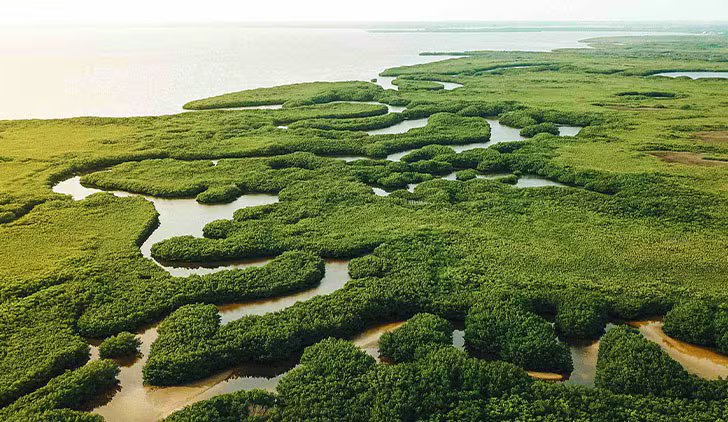 Publix reaches milestone in Florida Everglades projects to restore water and support wildlife habitats