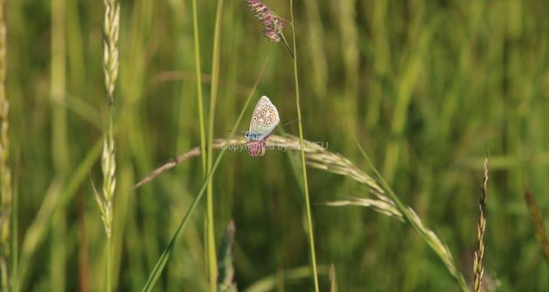 bceb25d8-eef1-4130-b878-61443517ed2b_1200.jpg NFU responds to Defra’s nature security assessment – NFUonline