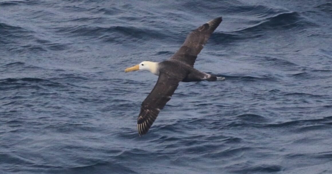 urlhttp3A2F2Fewscripps-brightspot.s3.amazonaws.com2F692F0f2Faafd7de24006908cfd3025aa9c9e2Fa.jpeg Seagoing albatross makes rare appearance off Calif. coast, startling researchers