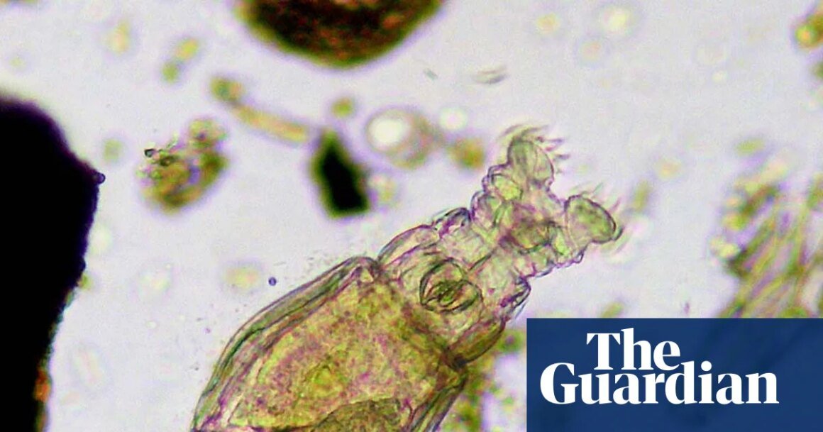 1466.jpg Country diary: Here be monsters – less than a millimetre long | Environment