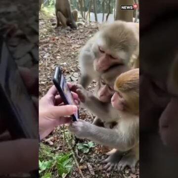 Viral Video | Monkeys Scroll Through Social Media Like An Everyday Activity | #trending