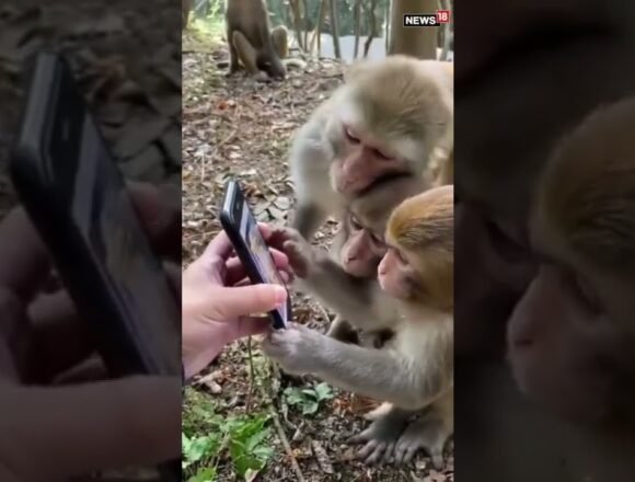 Viral Video | Monkeys Scroll Through Social Media Like An Everyday Activity | #trending