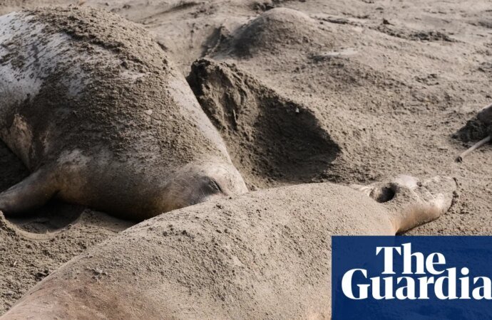 Bird flu kills dozens of elephant seal pups at California state park | US news