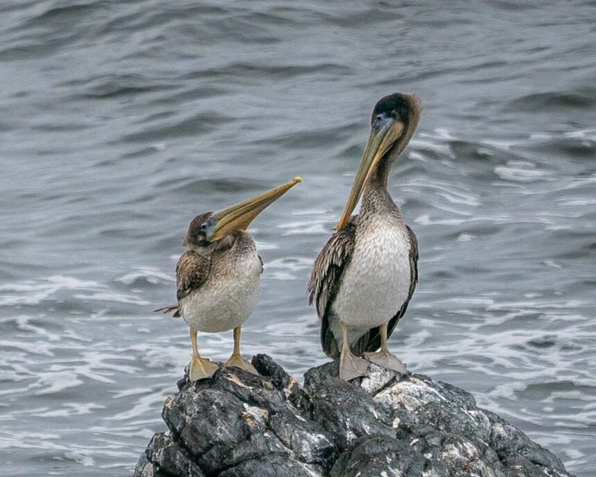 Yachats is the Pacific Coast’s first ‘Bird City.’ Here’s what that means