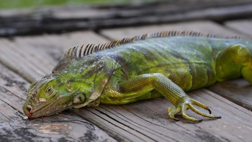 Florida collects more than 5,000 frozen iguanas in two-day period
