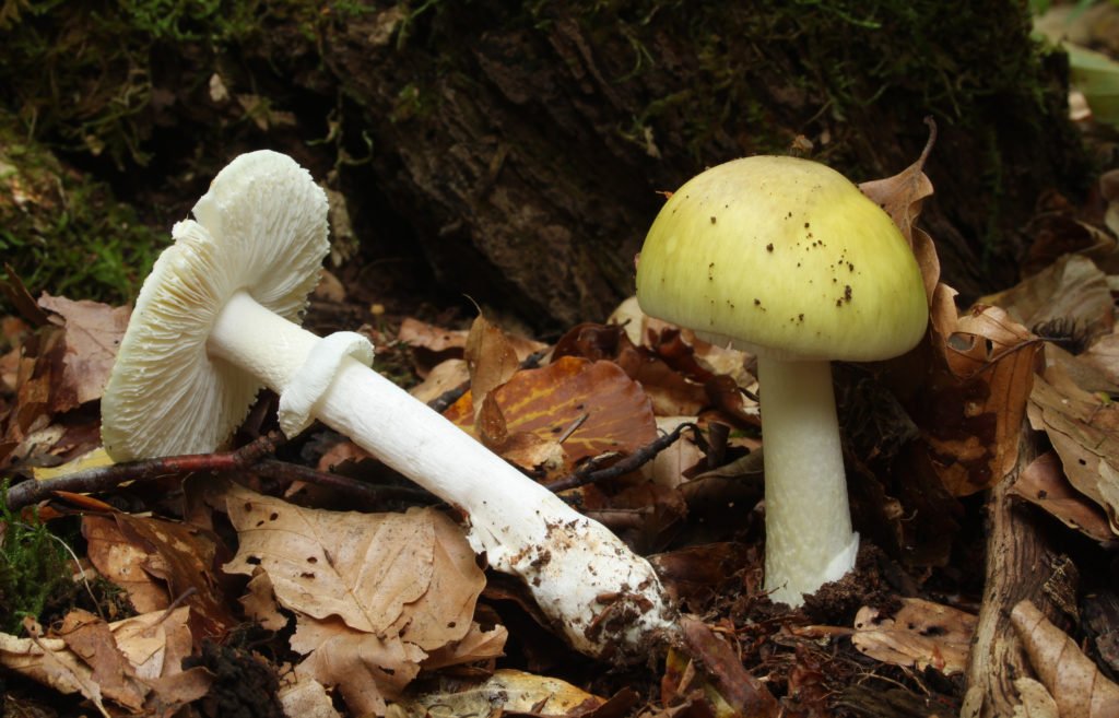 Four dead and three receive liver transplants after eating death cap mushrooms in California