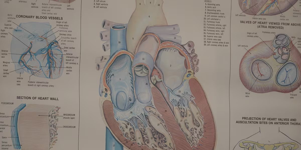 What you need to know about aortic stenosis