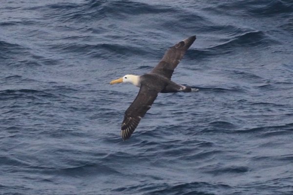 A Galapagos albatross’ 3,000-mile detour to California puzzles scientists