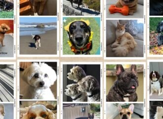 Paw Pics | A collection of pets from across California | abc10.com