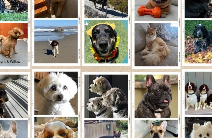 Paw Pics | A collection of pets from across California | abc10.com