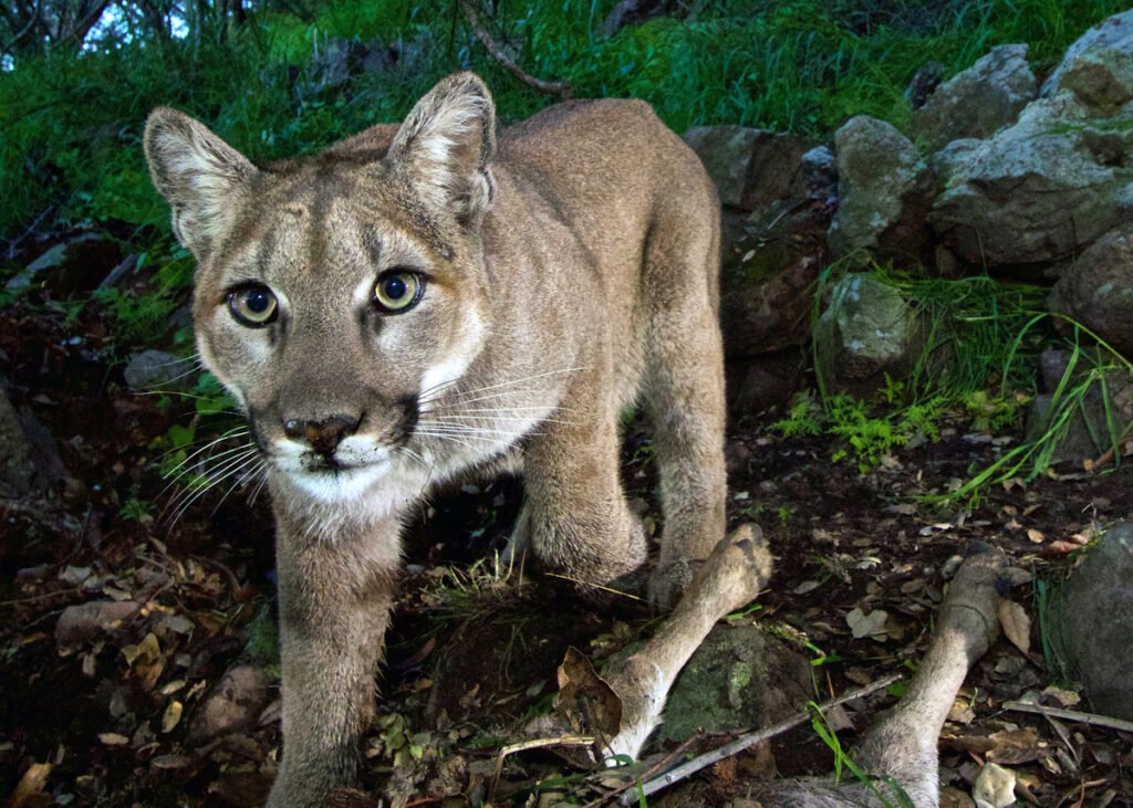 California does what the feds rejected by protecting mountain lions