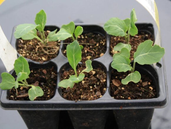 photo-1587930812660-7580b333fc6e_be1c0d6e-945e-4997-bf56-8b46064bd56b.jpg Exploring the Latest Trends in DIY Vertical Gardening – FloraFlex