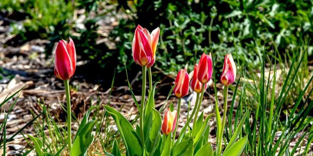 Squirrels Kept Eating Our Spring Bulbs – Until I Tried My Mother's Old Trick