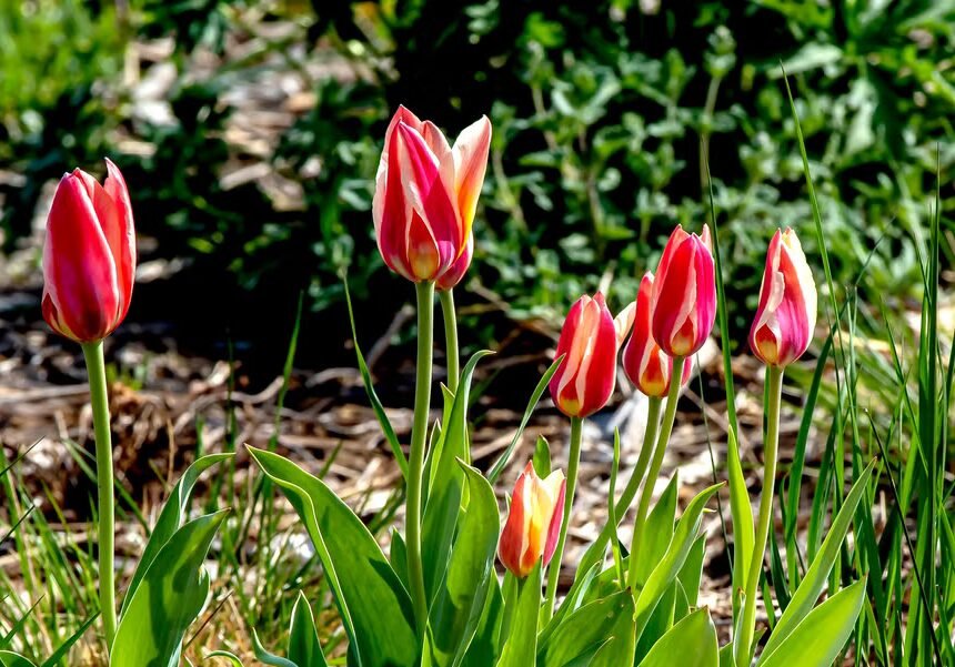 Squirrels Kept Eating Our Spring Bulbs – Until I Tried My Mother’s Old Trick