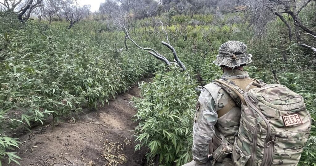 'Environmental time bomb': Illegal pot farms poison California forests