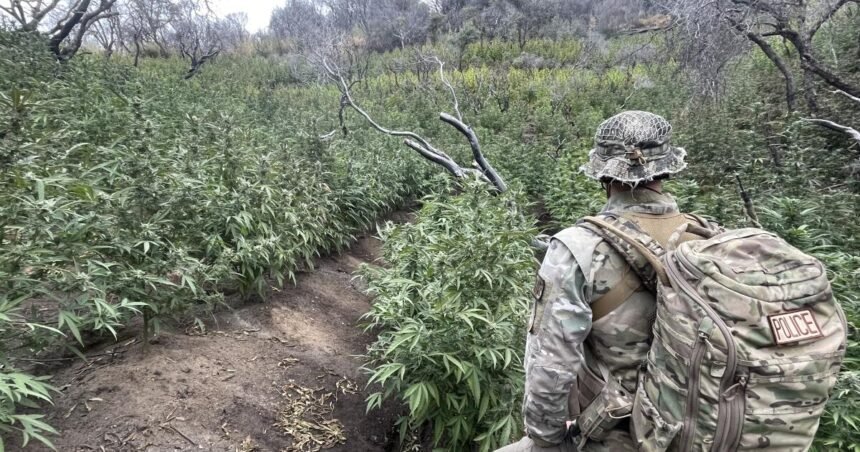 ‘Environmental time bomb’: Illegal pot farms poison California forests