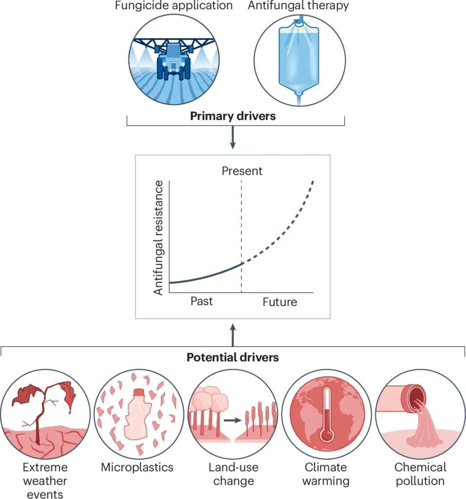 Final version published in Nature Reviews Earth and Environment: Constraining the effect of global change on antifungal resistance. Antifungal resistance is an emerging problem in human health and…