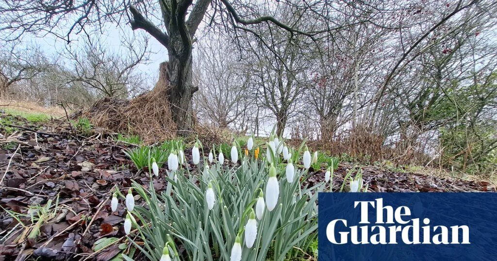 Country diary: Our patch of snowdrops is part of the family | Wild flowers