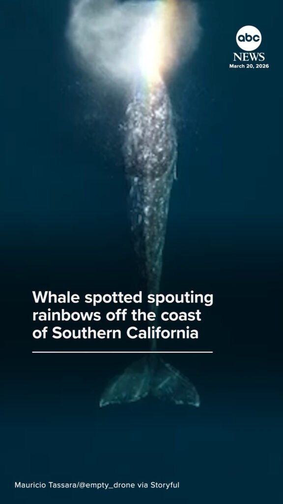 Spectacular footage captured by a drone operator in Southern California shows a whale ...