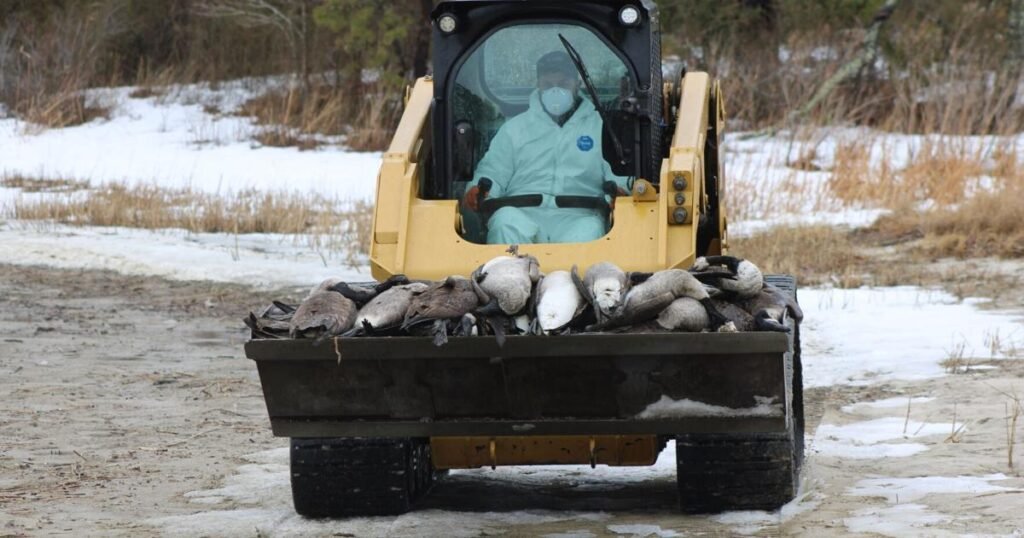 Cleanup at Georgica Pond Reveals 700-Plus Dead Geese | Environment | 27east.com