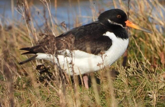 World Wildlife Day: Caring for a world class coastline on our doorstep