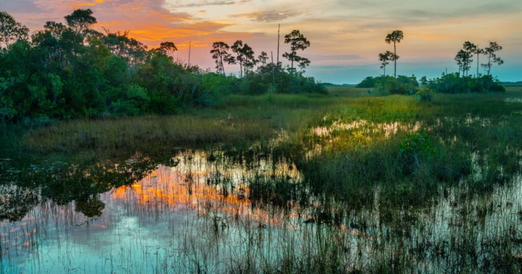 Everglades restoration strengthens South Florida’s climate resilience, study finds | FIU News