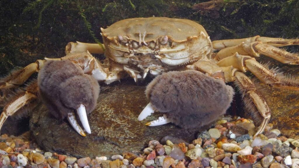 The invasive Chinese crab adapts to almost any environment, feeds on invertebrates, fry, and even protected species, and competes with local fauna as if the river were its own