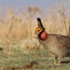 Kansas Republicans celebrate as an endangered prairie chicken loses federal protective status | KCUR