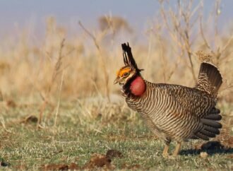 Kansas Republicans celebrate as an endangered prairie chicken loses federal protective status | KCUR