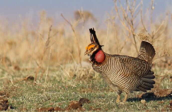 Kansas Republicans celebrate as an endangered prairie chicken loses federal protective status | KCUR