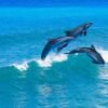 Electronics Pollution Pose Added Threat to Endangered Dolphins, Porpoises