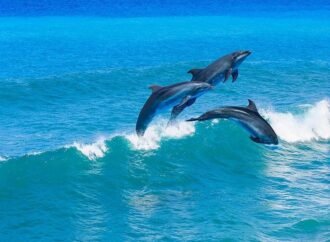 Electronics Pollution Pose Added Threat to Endangered Dolphins, Porpoises