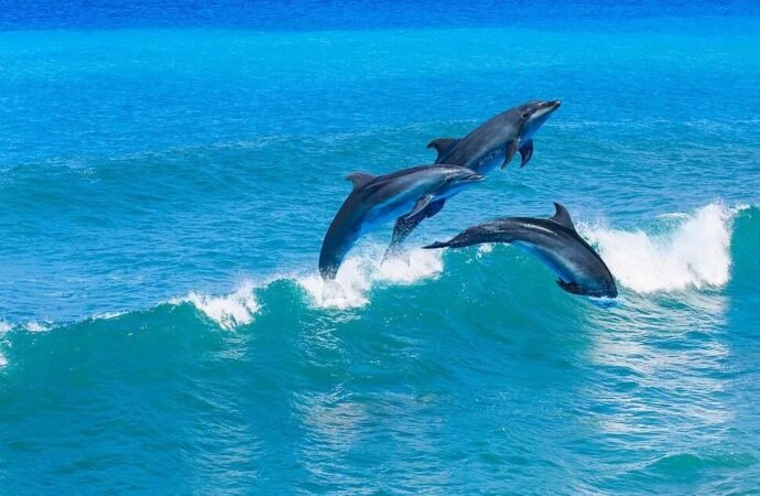 Electronics Pollution Pose Added Threat to Endangered Dolphins, Porpoises