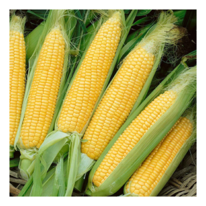 Bodacious Sweet Corn Seeds Yellow Hybrid Non-GMO 75 Day Vegetable Seed