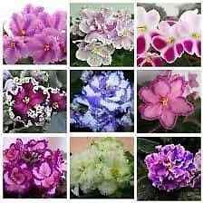 Mixed Fancy African Violet Seeds ~ House Plants ~ Christmas Presents ~ Holiday