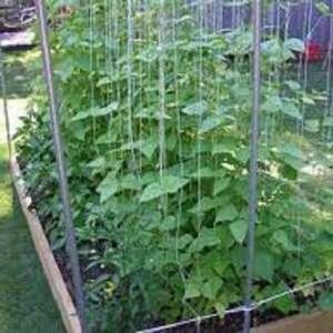 Premium Kentucky Wonder Pole Bean - Fresh Heirloom Seed - Most Popular Pole Bean