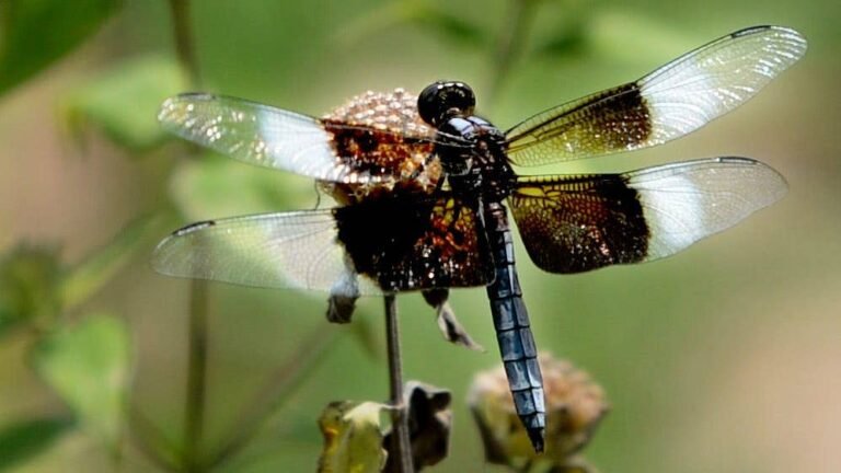 Create Enchanting DIY Marbled Dragonfly Wands Both Kids and Adults Will Love