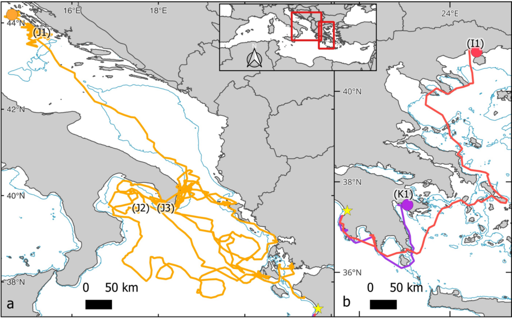 Depth use and thermal environment of adult male Mediterranean loggerhead sea turtles | Discover Conservation