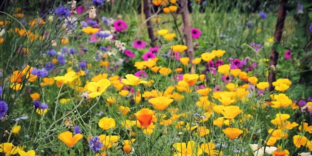 Experts Reveal the Low-Effort Gardening Trend Taking Over Backyards