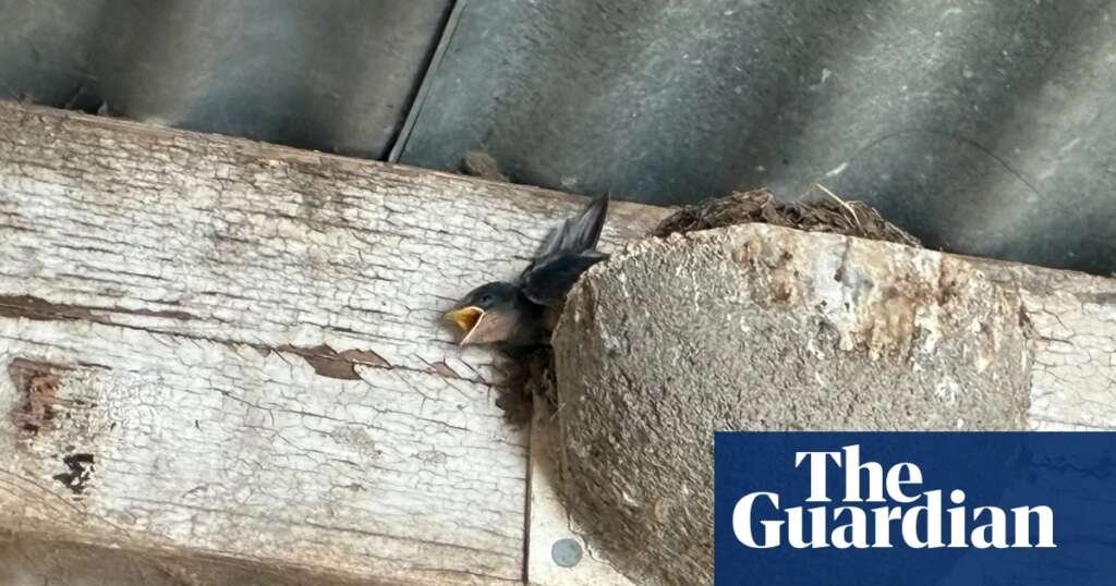 Country diary: Mayday, mayday … the heatwave is killing the swallow chicks | Environment