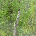 Bird watching on Goose Island ahead of World Migratory Bird Day | Environment