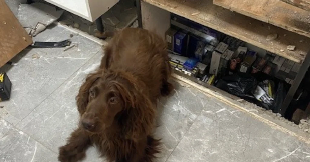 Hidden hydraulic compartment uncovered as £20,000 haul of illegal tobacco seized in Walsall