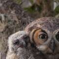 Great horned owl nesting in Florida. – Instagram