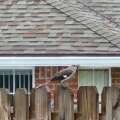 How to identify catbird vs mockingbird in Northeast Florida – Facebook