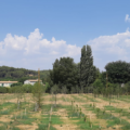 How LIFE projects help European citizens breathe cleaner air