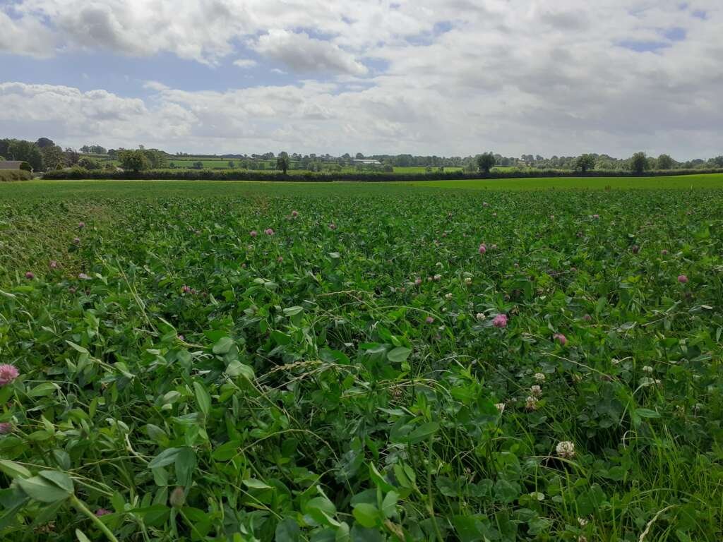 Forage based beef systems at CAFRE