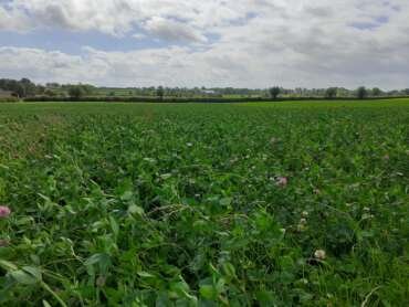Forage based beef systems at CAFRE